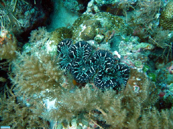 Tridacna