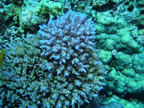 Acropora