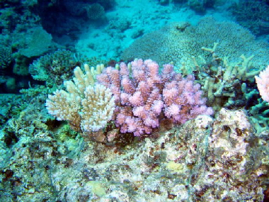 Acropora ssp.