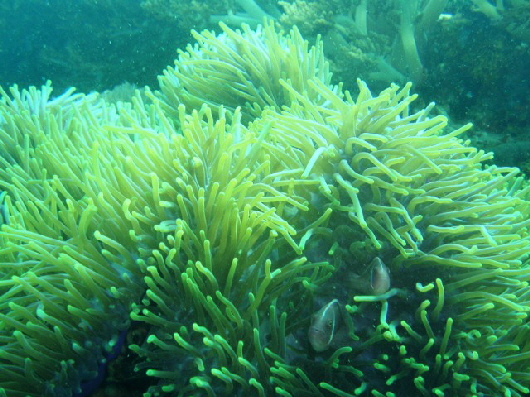 Riesenanemone