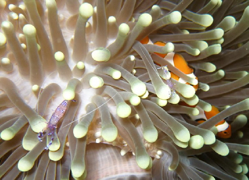 Anemonenfische&Partnergarnele