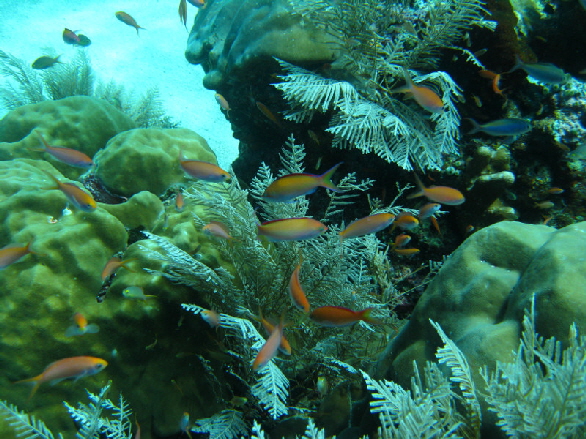 Anthias