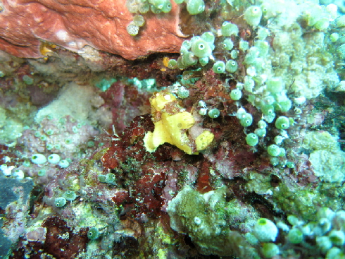 Frogfish