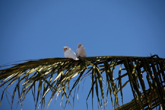 typische Vogelwelt