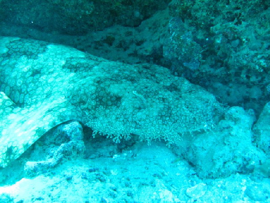 Wobbegong