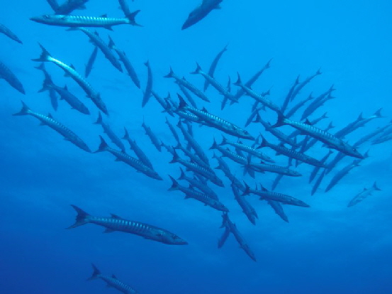 schooling baracudas