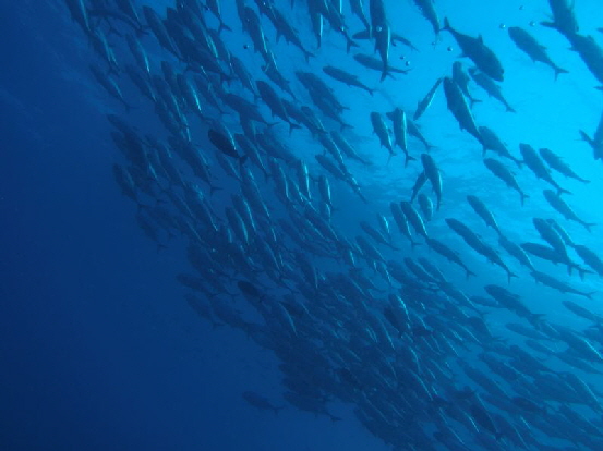 schooling jackfishes