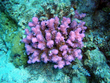 Pocillopora