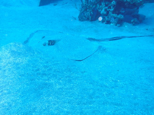 Stingray City