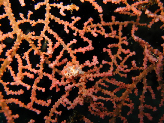 Pygmyseahorse