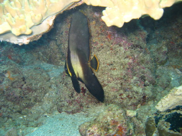 juveniler Fledermausfisch