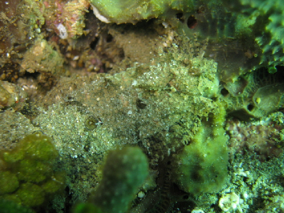 ocellated flounder