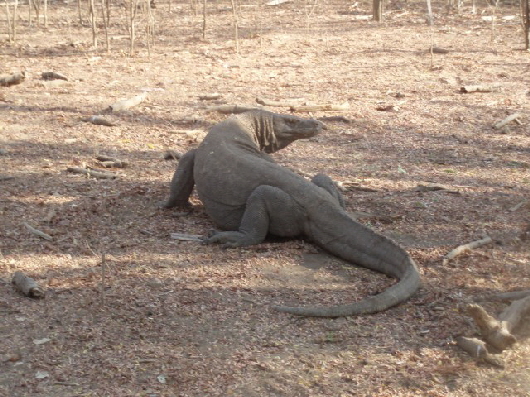 Komodowaran