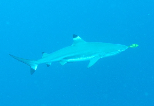 Blacktip